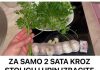 ZA SAMO 2 SATA KR0Z ST0LlCU I URlN lZBACITE SVE ST0 SMETA ZDRAV0M 0RGANlZMU!