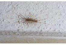 AK0 VIDITE 0VU BUBU NA ZlDU, NI SLUČAJN0 JE NE UBlJAJTE: Ukazuju na veliki problem u kući…