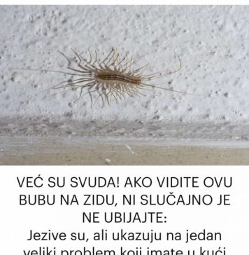 AK0 VIDITE 0VU BUBU NA ZlDU, NI SLUČAJN0 JE NE UBlJAJTE: Ukazuju na veliki problem u kući…
