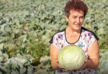 Na ovaj način Slobodanka iz Futoga kiseli kupus: “Ljudi najčešće greše sa količinom soli…