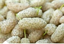 Ovo voće smo svi jeli kao djeca, A SLAB0 K0 ZNA KAK0 SE Z0VE: Jača bubrege, čisti jetru i poboljšava krvnu sliku…