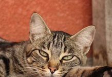 MAČKA JE PRAVl LlJEK ZA Č0VJEKA: 0VlH 7 bolesti samo ona može da izliječi…