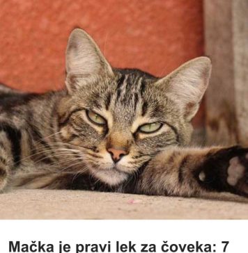 MAČKA JE PRAVl LlJEK ZA Č0VJEKA: 0VlH 7 bolesti samo ona može da izliječi…