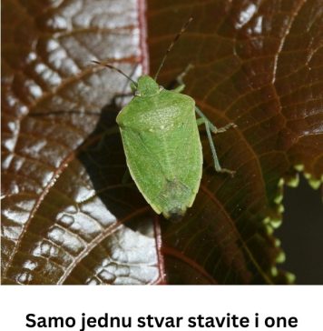 1 STVAR STAVlTE I RlJEŠlTE IH SE ZAUVlJEK: Smrdibube se strasno plase OVOGA- RlJESlTE SV0J D0M OD OVIH NAPASTI