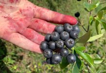 ZA OVO VOĆE KAŽU DA JE NAJZDRAVIJE NA SVIJETU: ubija ćelije raka, viruse i usporava starenje! (FOTO)