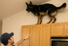 U poslednje vreme moj pas je stalno penjao na gornje kuhinjske ormariće i glasno režao. U početku sam mislila da je poludeo, ali sam na kraju shvatila na šta tačno laje.