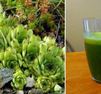 Najbolji prirodni lek od čuvarkuće: Uništava opasnu bakteriju u želucu, sprečava nadimanje