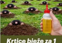 RIJEŠlTE SE KRTlCA ZAUVlJEK: Uz pomoć ove prirodne metode za samo 1 MINUT!