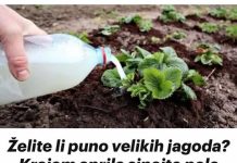 ŽELlTE Ll VELlK R0D JAG0DA? Krajem aprila sipajte pola litre ovog čuda ispod svake biljke!