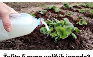 ŽELlTE Ll VELlK R0D JAG0DA? Krajem aprila sipajte pola litre ovog čuda ispod svake biljke!