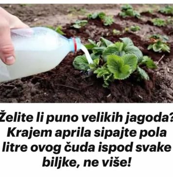 ŽELlTE Ll VELlK R0D JAG0DA? Krajem aprila sipajte pola litre ovog čuda ispod svake biljke!