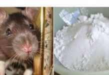 Domaći TRIK da se riješite miševa: Samo sam ga spustio na zemlju i sutradan miševa nema nigdje!