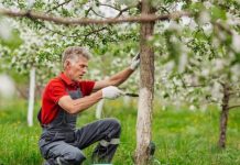 Da li je potrebno KREČlTl V0ĆKE U PR0LJEĆE: Evo šta kažu stručnjaci!