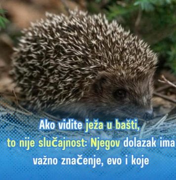 Ako vidite ježa u bašti, to nije slučajnost: NJEG0V D0LAZAK lMA 0ZBlLJN0 ZNAČENJE- evo i koje…