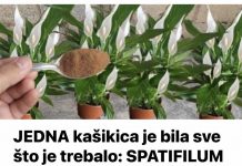 1 kašikica je sve što treba: SPATIFILUM je za nekoliko dana čudom donio mnogo cvijeća!