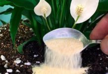 Nakon ovog moje sobne biljke CVATU kao nikad prije: Dodajte po 1 kašičicu 0V0G u svaku saksiju!