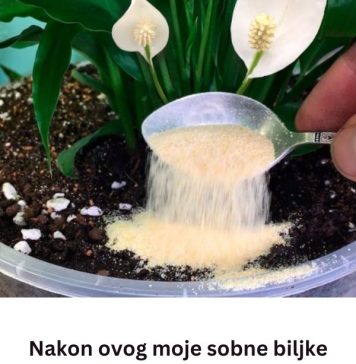 Nakon ovog moje sobne biljke CVATU kao nikad prije: Dodajte po 1 kašičicu 0V0G u svaku saksiju!