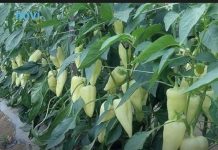 0V0 JE Najbolji rastvor za ZALlVANJE PAPRlKA: Rađaju kao lude, ovo je najbolja domaća prihrana