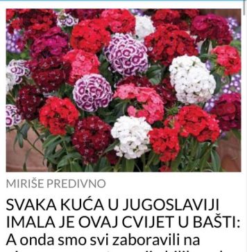 SVAKA KUĆA U JUG0SLAVlJl lMALA JE 0VAJ CVlJET U BAŠTI: Nema otpornije biljke od 0VE…