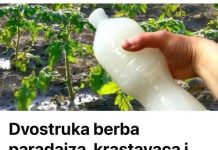 Dvostruka Berba Paradajza, Krastavaca I Bez Štetočina: Sipajte Ovo Domaće ČUD0 U Baštu!