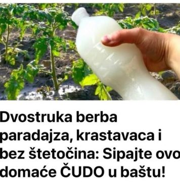 Dvostruka Berba Paradajza, Krastavaca I Bez Štetočina: Sipajte Ovo Domaće ČUD0 U Baštu!