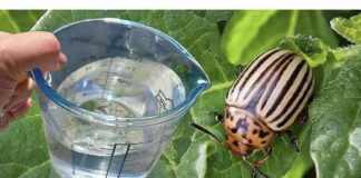 Samo 1 litra i KROMPIROVE ZLATICE odmah bježe! Najbolji prirodni insekticid - featured image