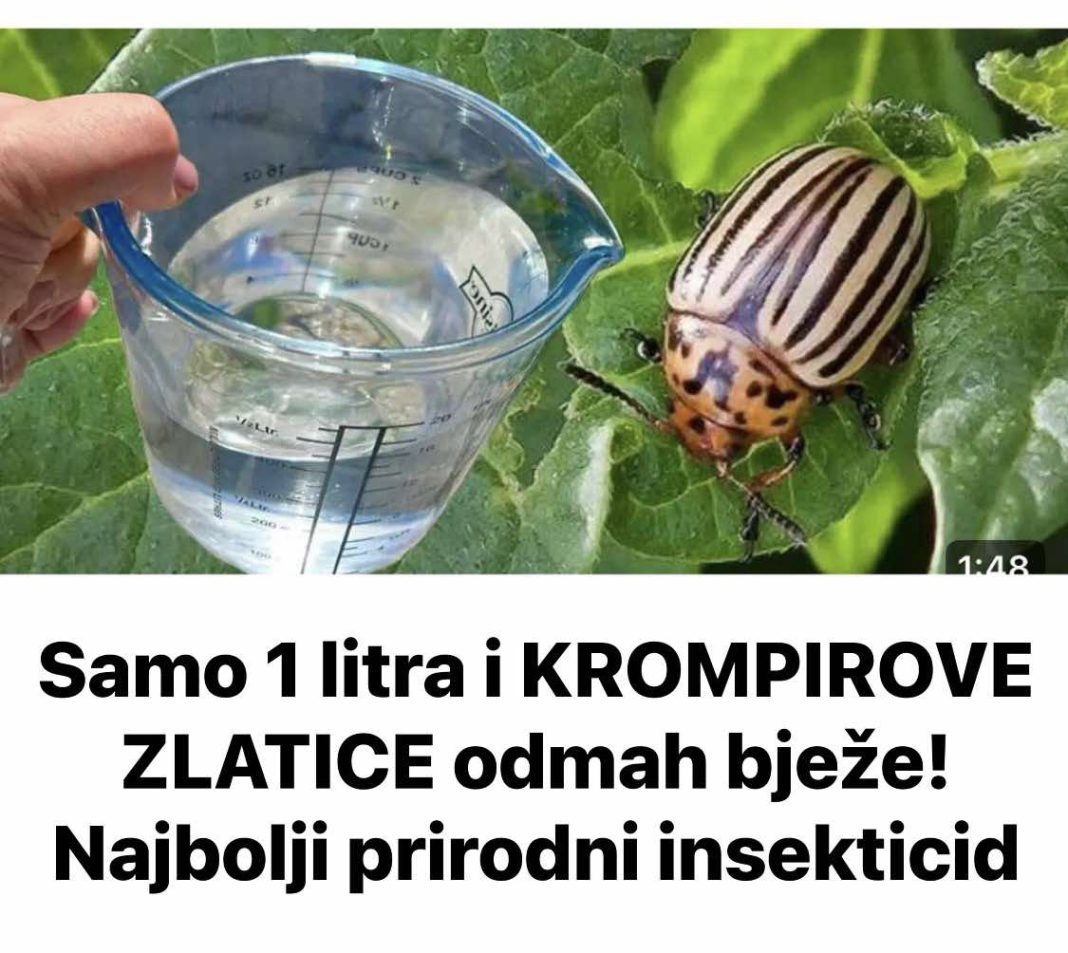 Samo 1 litra i KROMPIROVE ZLATICE odmah bježe! Najbolji prirodni insekticid - featured image