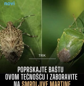 Poprskajte baštu ovom tečnošću i zaboravite na smrdljive martine - featured image