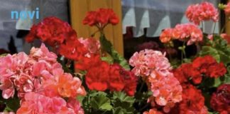 Ne bacajte stare muškatle ako su požutjele: Jedna stvar iz kuhinje će ih vratiti u život za 24 sata - featured image