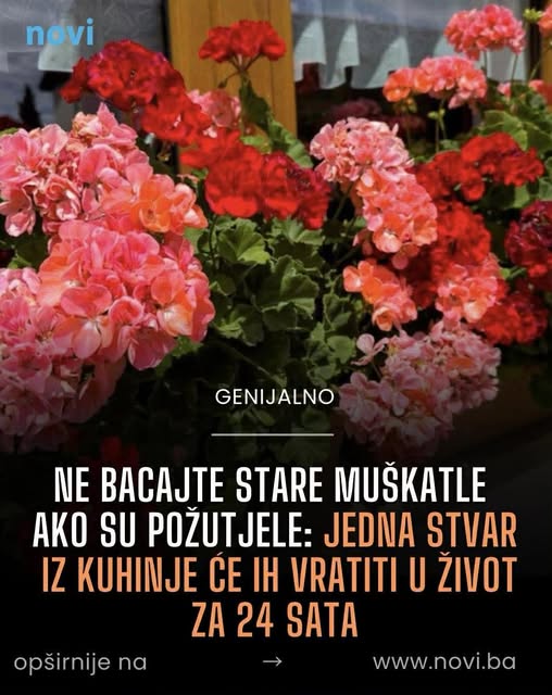 Ne bacajte stare muškatle ako su požutjele: Jedna stvar iz kuhinje će ih vratiti u život za 24 sata - featured image