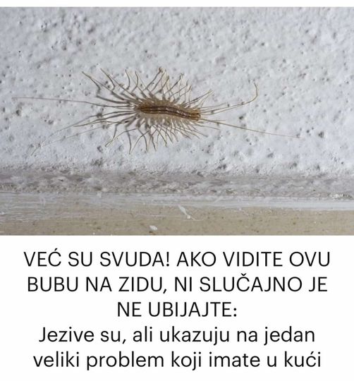 AKO VIDITE OVU BUBU NA ZIDU, NI SLUČAJNO JE NE UBIJAJTE: Kad ovo pročitate, biće vam jasno i zašto! - featured image AKO VIDITE OVU BUBU NA ZIDU, NI SLUČAJNO JE NE UBIJAJTE: Kad ovo pročitate, biće vam jasno i zašto! - featured image
