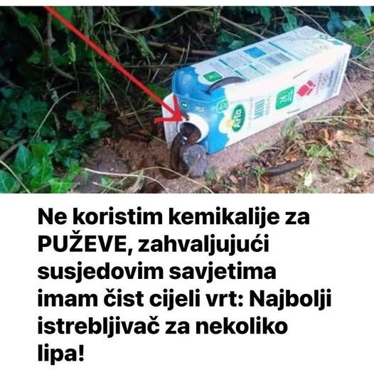 Ne koristim kemikalije za PUŽEVE, zahvaljujući susjedovim savjetima imam čist cijeli vrt - featured image Ne koristim kemikalije za PUŽEVE, zahvaljujući susjedovim savjetima imam čist cijeli vrt - featured image