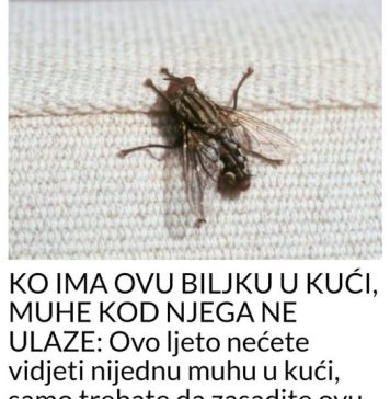 KO IMA OVU BILJKU U KUĆI, MUHE KOD NJEGA NE ULAZE: Ovo ljeto nećete vidjeti muhu u kući, samo trebate da zasadite ovu biljku, MUHE JE NE PODNOSE - featured image