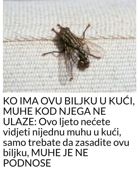KO IMA OVU BILJKU U KUĆI, MUHE KOD NJEGA NE ULAZE: Ovo ljeto nećete vidjeti muhu u kući, samo trebate da zasadite ovu biljku, MUHE JE NE PODNOSE - featured image