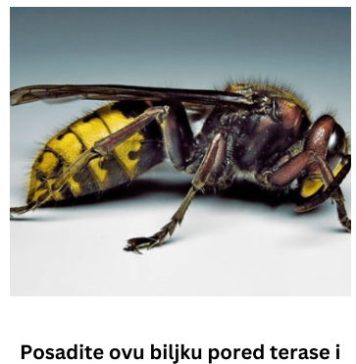 Posadite ovu biljku pored terase i više nećete videti stršljene i ose: Od njenog mirisa beže kao ludi - featured image