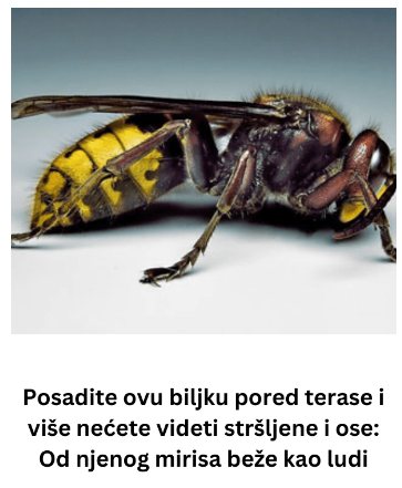 Posadite ovu biljku pored terase i više nećete videti stršljene i ose: Od njenog mirisa beže kao ludi - featured image Posadite ovu biljku pored terase i više nećete videti stršljene i ose: Od njenog mirisa beže kao ludi - featured image