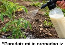 “Paradajz mi je propadao iz dana u dan… a onda mi je stari baštovan otkrio jedan trik iz kuhinje koji je potpuno zaustavio plamenjaču!” 🍅🥛 - featured image
