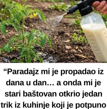“Paradajz mi je propadao iz dana u dan… a onda mi je stari baštovan otkrio jedan trik iz kuhinje koji je potpuno zaustavio plamenjaču!” 🍅🥛 “Paradajz mi je propadao iz dana u dan… a onda mi je stari baštovan otkrio jedan trik iz kuhinje koji je potpuno zaustavio plamenjaču!” 🍅🥛 - featured image
