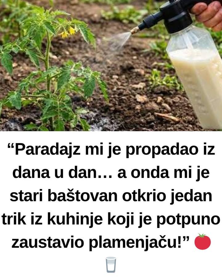 “Paradajz mi je propadao iz dana u dan… a onda mi je stari baštovan otkrio jedan trik iz kuhinje koji je potpuno zaustavio plamenjaču!” 🍅🥛 - featured image “Paradajz mi je propadao iz dana u dan… a onda mi je stari baštovan otkrio jedan trik iz kuhinje koji je potpuno zaustavio plamenjaču!” 🍅🥛 - featured image