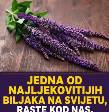 Jedna od najljekovitijih biljaka na svijetu, raste kod nas, a mi je ne primjećujemo - featured image