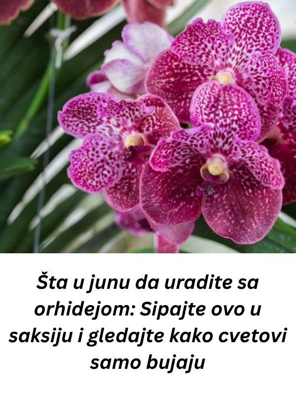 Šta u junu da uradite sa orhidejom: Sipajte ovo u saksiju i gledajte kako cvetovi samo bujaju - featured image