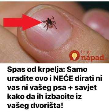 Spas od krpelja: Samo uradite ovo i NEĆE dirati ni vas ni vašeg psa + savjet kako da ih izbacite iz vašeg dvorišta! Spas od krpelja: Samo uradite ovo i NEĆE dirati ni vas ni vašeg psa + savjet kako da ih izbacite iz vašeg dvorišta! - featured image