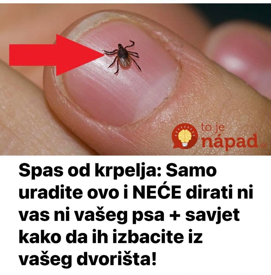Spas od krpelja: Samo uradite ovo i NEĆE dirati ni vas ni vašeg psa + savjet kako da ih izbacite iz vašeg dvorišta! - featured image Spas od krpelja: Samo uradite ovo i NEĆE dirati ni vas ni vašeg psa + savjet kako da ih izbacite iz vašeg dvorišta! - featured image