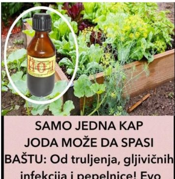 SAMO JEDNA KAP JODA MOŽE DA SPASI BAŠTU: Od truljenja, gljivičnih infekcija i pepelnice! Evo kako se koristi - featured image