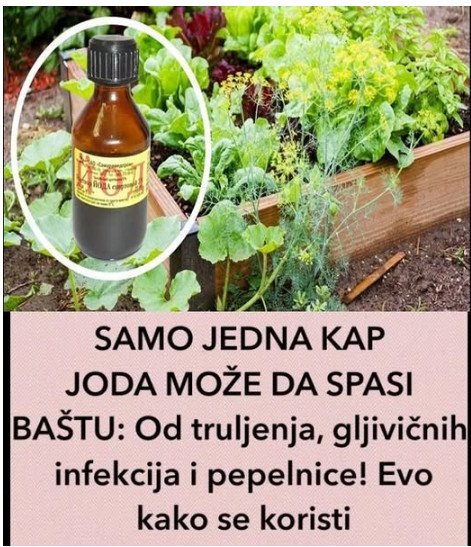 SAMO JEDNA KAP JODA MOŽE DA SPASI BAŠTU: Od truljenja, gljivičnih infekcija i pepelnice! Evo kako se koristi - featured image