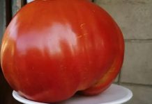 SVI SU POLUDJELI ZA PARADAJZ DIJETOM: Za 7 Dana Se Gubi 10 KILOGRAMA, A Tek Da Čujete KOLIKO MRŠAVITE ZA 3 DANA SVI SU POLUDJELI ZA PARADAJZ DIJETOM: Za 7 Dana Se Gubi 10 KILOGRAMA, A Tek Da Čujete KOLIKO MRŠAVITE ZA 3 DANA - featured image