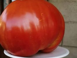 SVI SU POLUDJELI ZA PARADAJZ DIJETOM: Za 7 Dana Se Gubi 10 KILOGRAMA, A Tek Da Čujete KOLIKO MRŠAVITE ZA 3 DANA - featured image