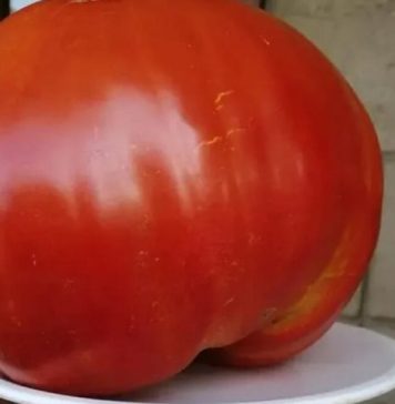 SVI SU POLUDJELI ZA PARADAJZ DIJETOM: Za 7 Dana Se Gubi 10 KILOGRAMA, A Tek Da Čujete KOLIKO MRŠAVITE ZA 3 DANA SVI SU POLUDJELI ZA PARADAJZ DIJETOM: Za 7 Dana Se Gubi 10 KILOGRAMA, A Tek Da Čujete KOLIKO MRŠAVITE ZA 3 DANA - featured image