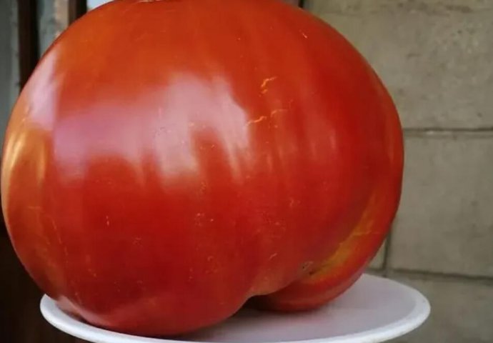 SVI SU POLUDJELI ZA PARADAJZ DIJETOM: Za 7 Dana Se Gubi 10 KILOGRAMA, A Tek Da Čujete KOLIKO MRŠAVITE ZA 3 DANA - featured image