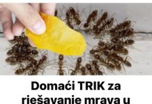Domaći TRIK za rješavanje mrava u vikendici i vrtu: Samo ga stavim na zemlju i sutradan mrava nema! Domaći TRIK za rješavanje mrava u vikendici i vrtu: Samo ga stavim na zemlju i sutradan mrava nema! - featured image